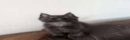Maine Coon cats for sale: Tica registered mainecoons  - Advert 20