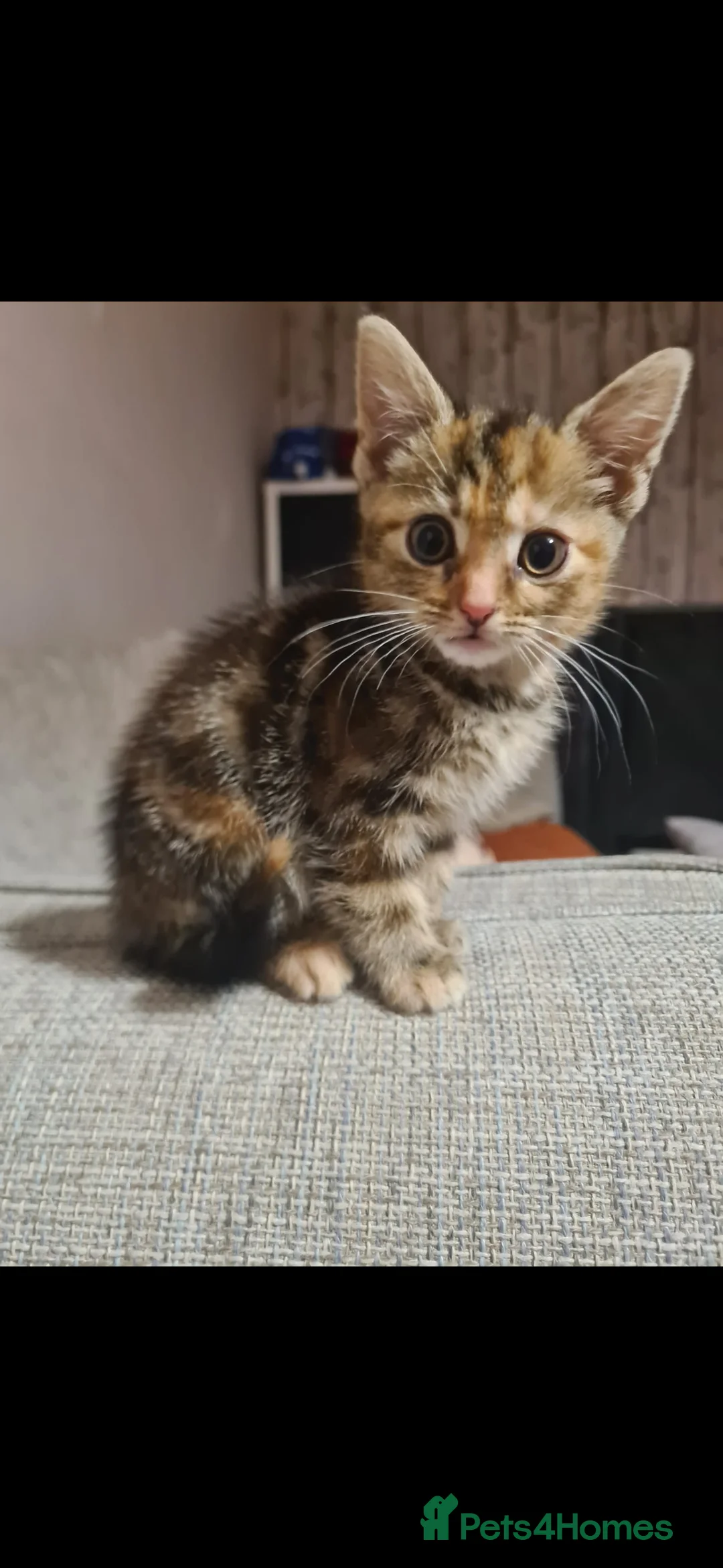Mixed Breed cats for sale: 10 week old kittens (ready by 5th march) - Advert 18