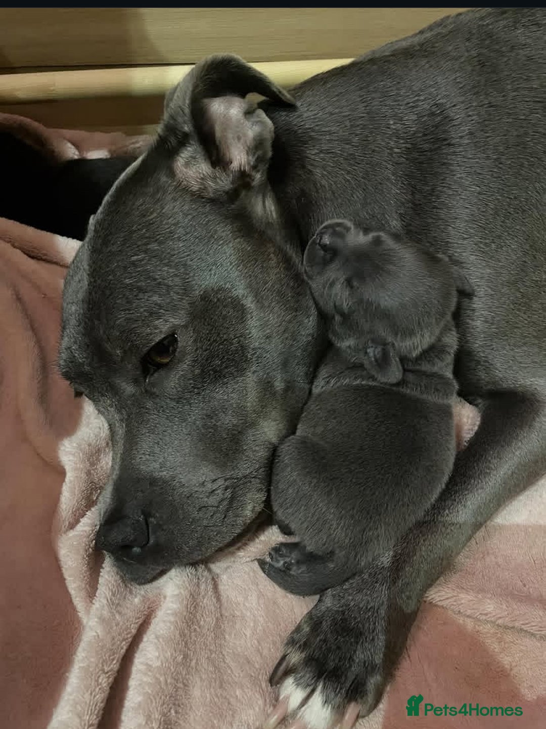 Staffordshire Bull Terrier dogs for sale: Gorgeous Blue&Black Pedigree Staffy’s Puppies  - Advert 2