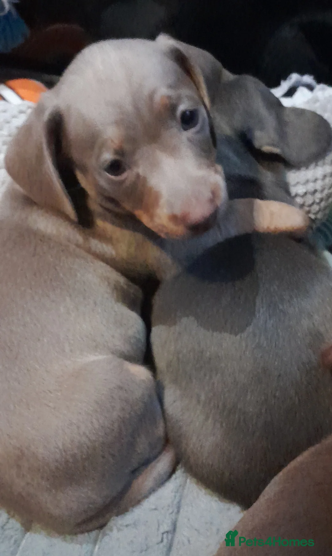 Miniature Dachshund dogs for sale: REDUCED - KC Isabella male left mini daxi  - Advert 3