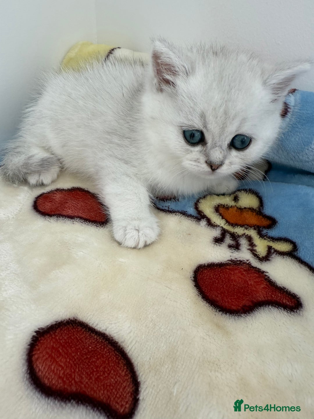 British Shorthair cats for sale: GCCF 🏆 British shorthair kitten🏆 - Image 9