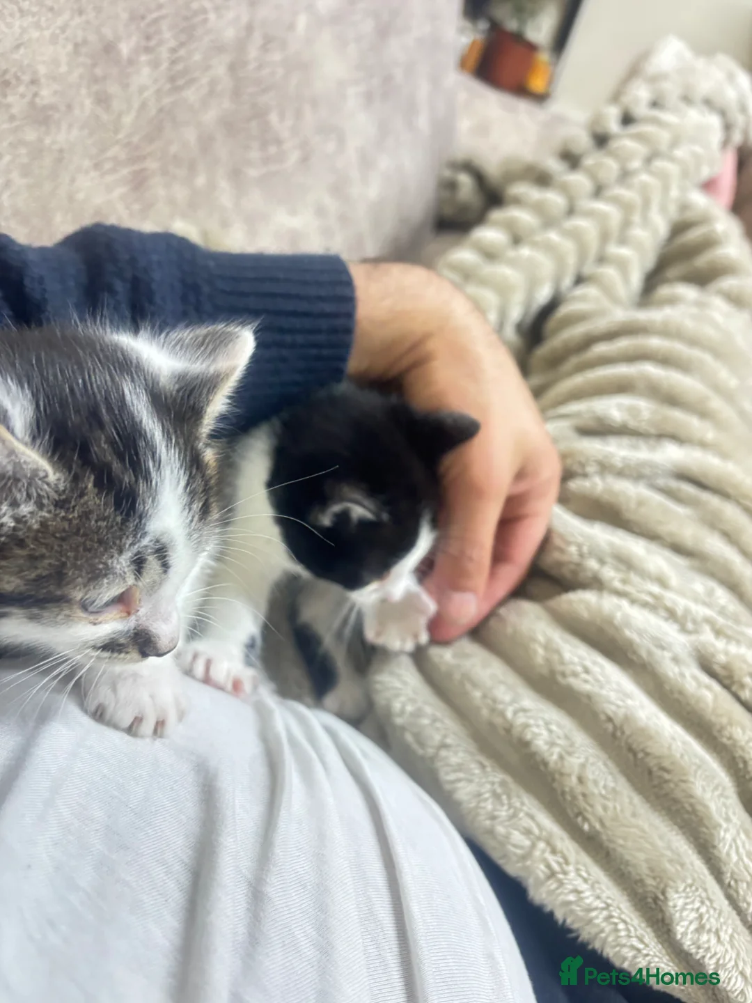 British Shorthair cats for sale: 2 kittens about 6 weeks old currently in Bolton - Advert 2