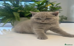 British Shorthair cats for sale: Adorable British short hair kittens - Image 4