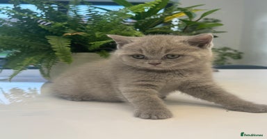 British Shorthair cats - Advert 5
