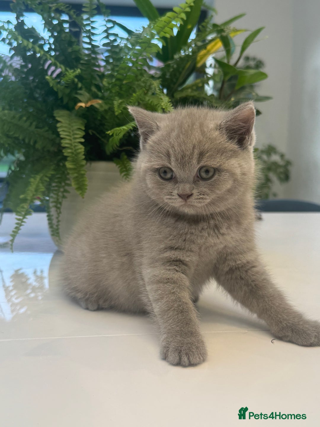 British Shorthair cats for sale: Adorable British short hair kittens - Image 4