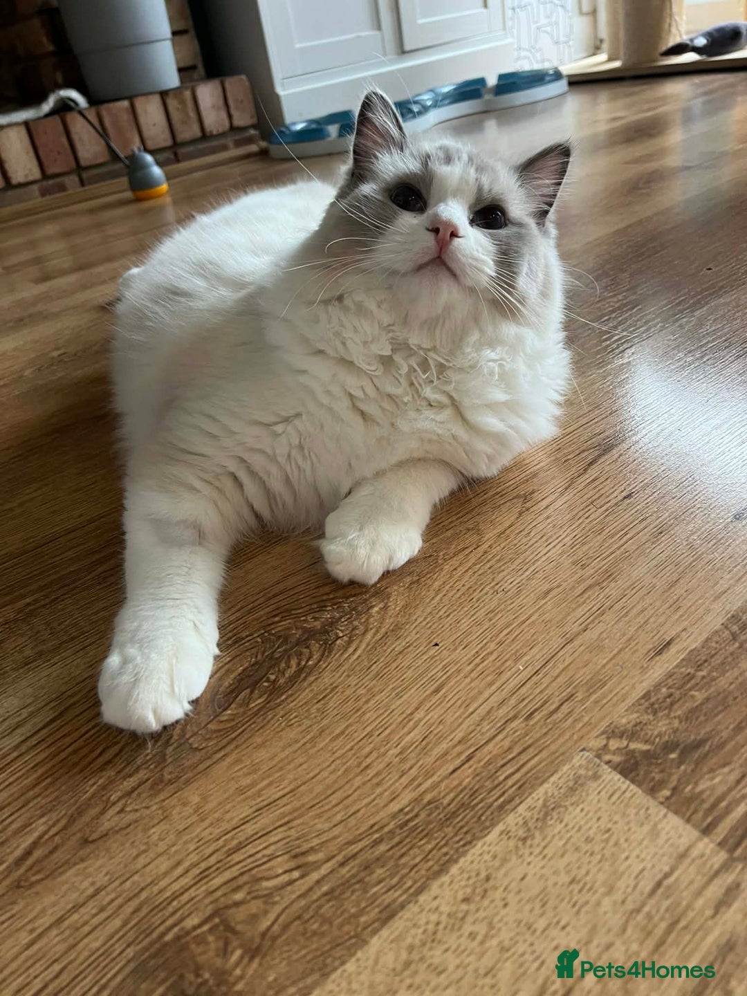 Ragdoll cats for sale: Beautiful Ragdoll Boy - Advert 1