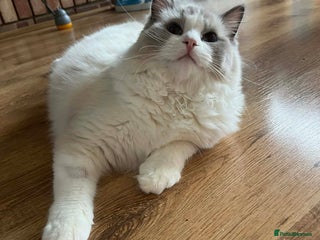 Ragdoll cats Beautiful Ragdoll Boy - Advert 1