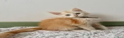 Maine Coon cats for sale: Polydactyl Full Maine Coon Kittens - Advert 6