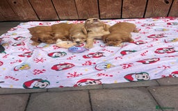 Cocker Spaniel dogs for sale: Beautiful cocker spaniel puppies  - Image 2
