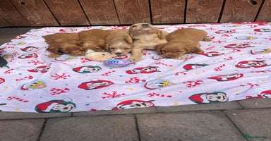 Cocker Spaniel dogs - Advert 4