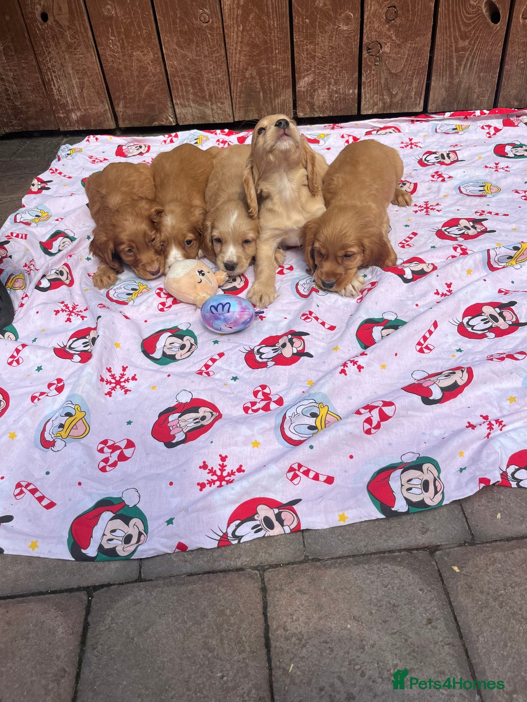 Cocker Spaniel dogs for sale: Beautiful cocker spaniel puppies  - Image 2