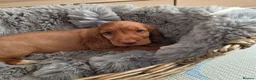 Cocker Spaniel dogs for sale: Working Type Cocker Spaniels  - Advert 10