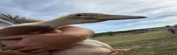 Ducks poultry for sale: Trio of saxony ducks  - Advert 1