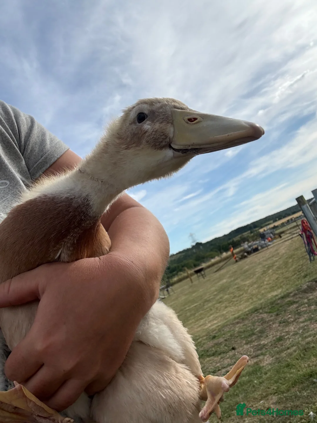 Ducks poultry for sale: Trio of saxony ducks  - Advert 1