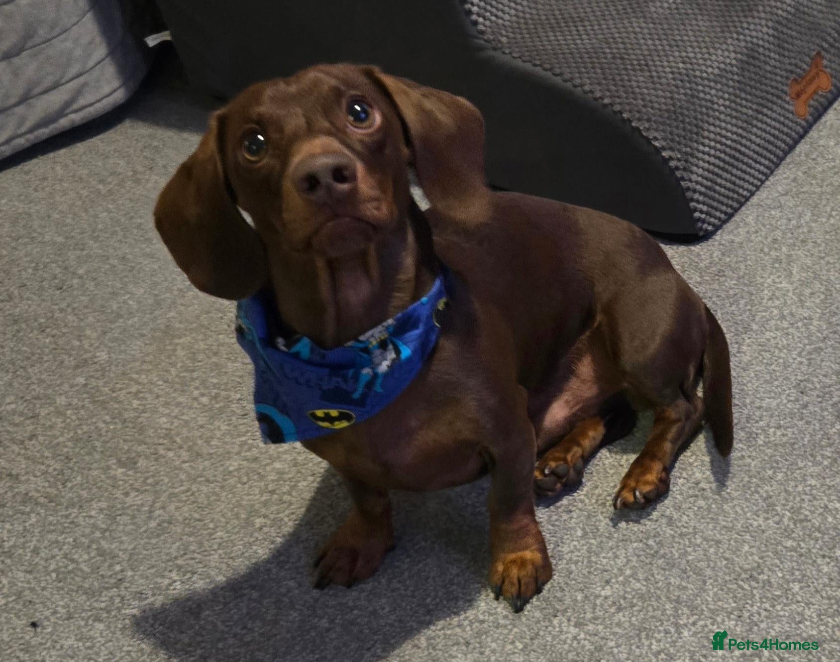 Dachshund dogs Stunning Pedigree Miniature Dachshund Stud Dog - Advert 1