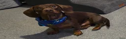 Dachshund dogs for stud: Stunning Pedigree Miniature Dachshund Stud Dog - Advert 1