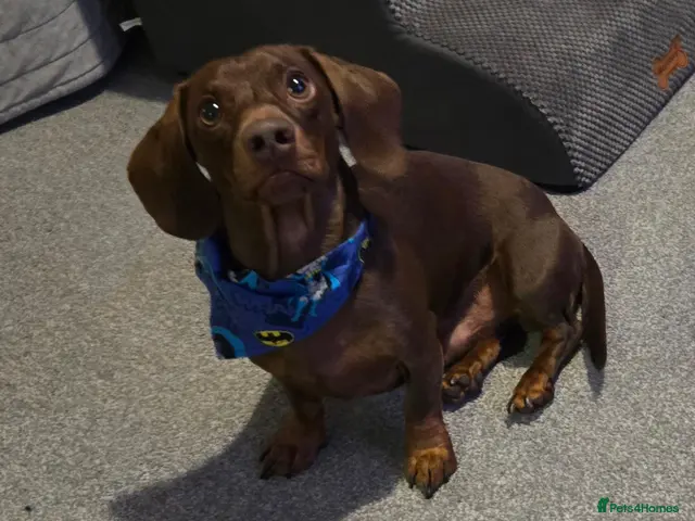 Dachshund dogs for stud: Stunning Pedigree Miniature Dachshund Stud Dog - Advert 1