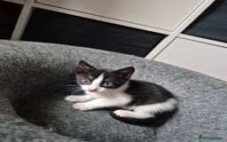 Domestic Shorthair cats for sale: Beautiful babies  - Image 4