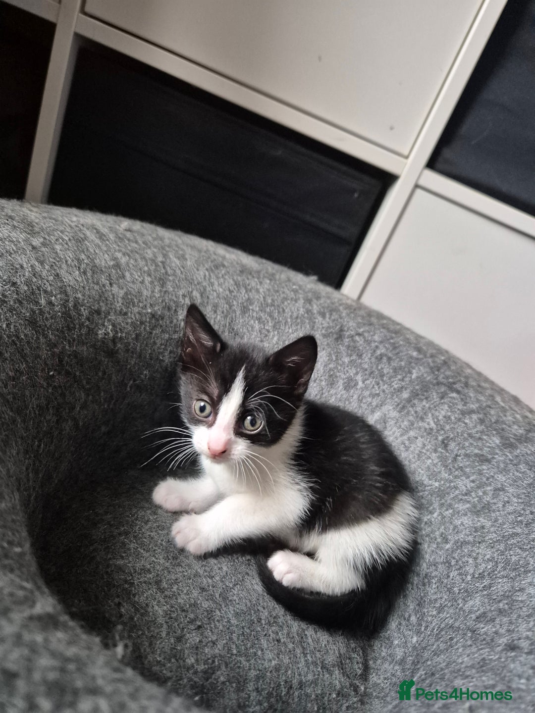 Domestic Shorthair cats for sale: Beautiful babies  - Image 4