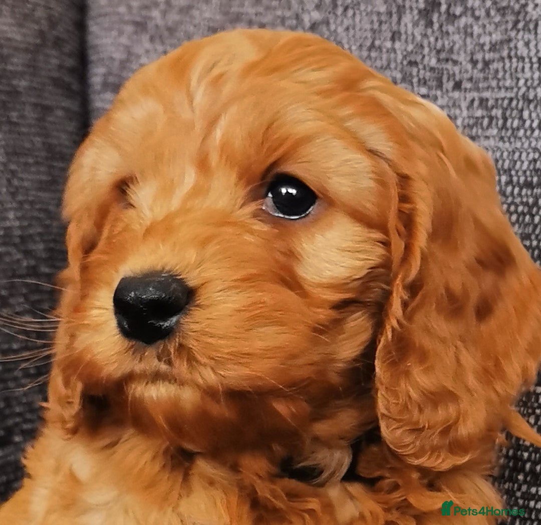 Cockapoo dogs for sale: Outstanding quality F1 Cockapoo pups  - Image 5