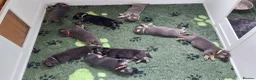 German Shepherd dogs for sale: KC health tested german shepherd puppies - Advert 6