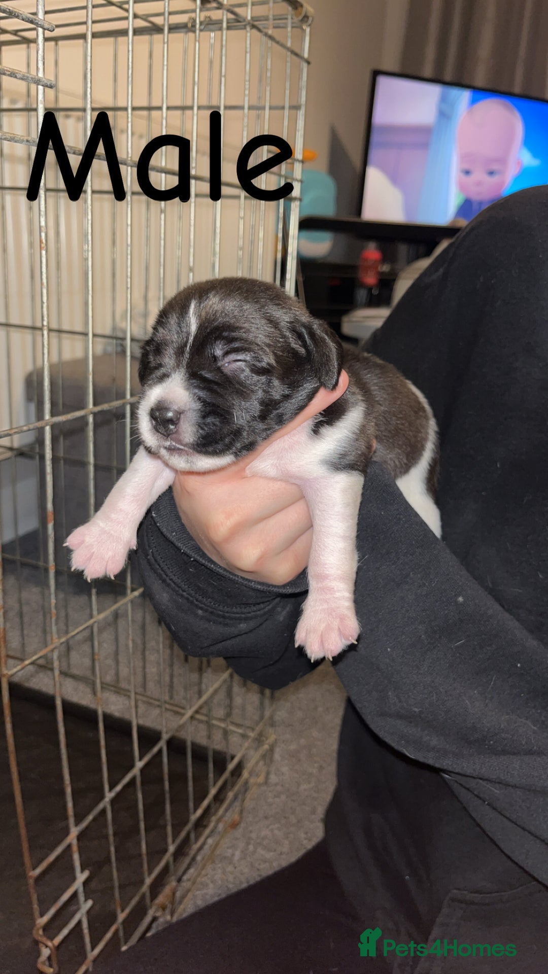 Mixed Breed dogs for sale: 6 spaniel, beagle, jack Russell cross for sale  - Image 7
