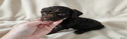 Cockapoo dogs for sale: Lovely chocolate Cockapoo puppies F2 - Advert 2
