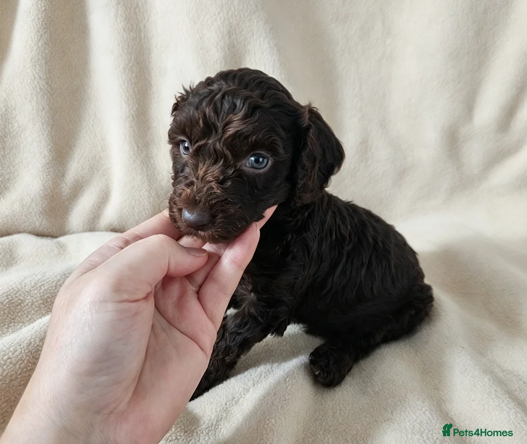 Cockapoo dogs for sale: Lovely chocolate Cockapoo puppies F2 - Advert 2