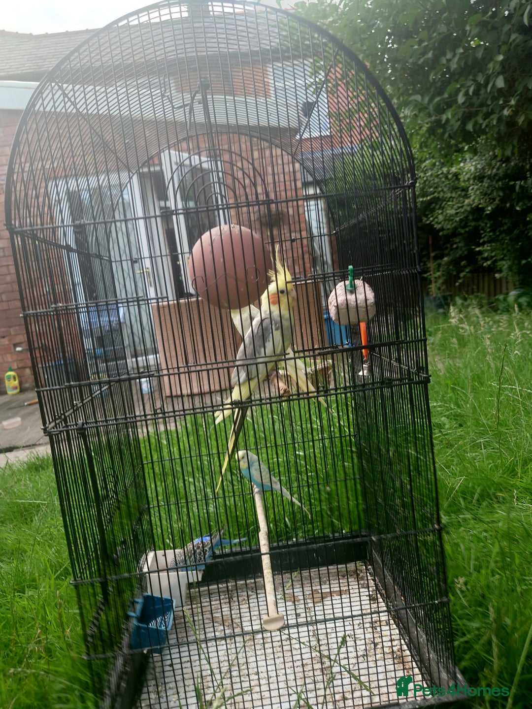 Cockatiels birds for sale: 2 Cockatiels & 2 Budgies with Cage in Preston - Image 12