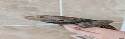 Bearded Dragon reptiles for sale: Trans Genetic Stripe Dunner Male - Advert 3