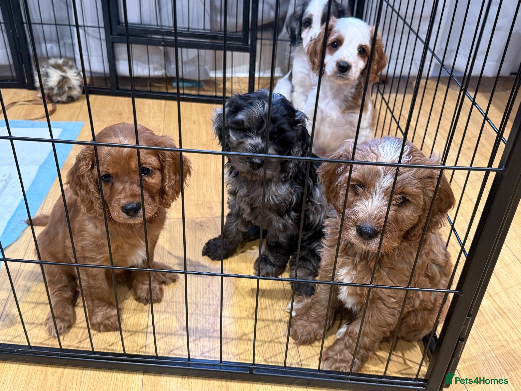 Mixed Breed dogs Cavapoo Puppies - Advert 1