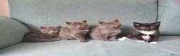 Mixed Breed cats for sale: Kittens are waiting for their forever homes in Rotherham - Advert 1