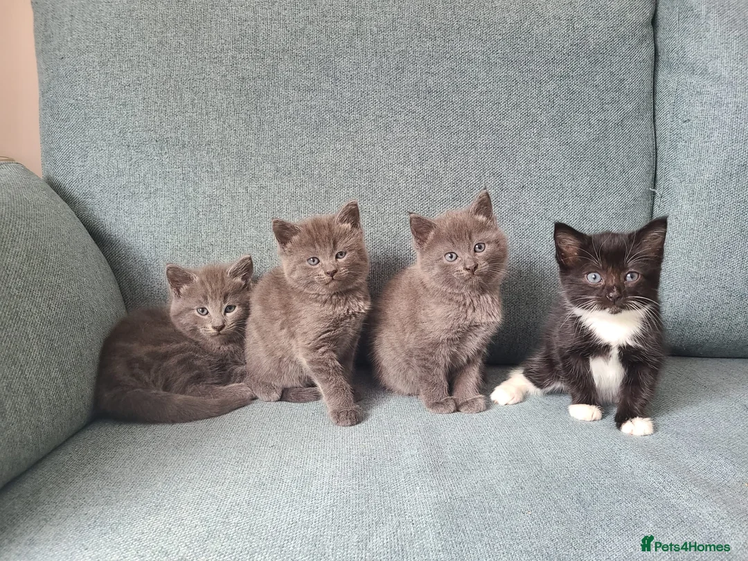 Mixed Breed cats for sale: Kittens are waiting for their forever homes in Rotherham - Advert 1
