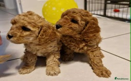 Cavapoo dogs for sale: Beautiful F1b cavapoo 💚💙🩷 - Image 5