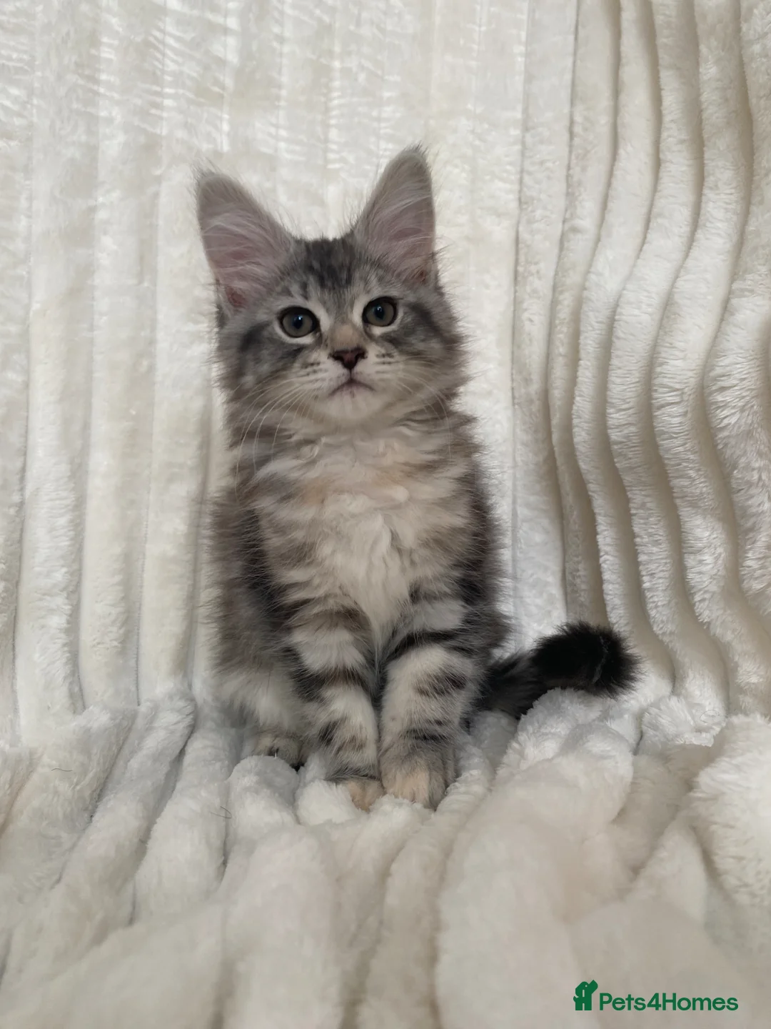 Maine Coon cats for sale: Pure breed XL Maine Coon kitten - Advert 2