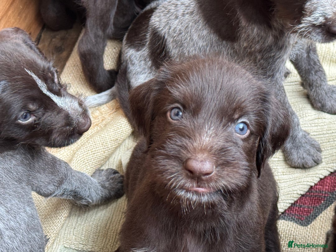 German Wirehaired Pointer dogs for sale: German Wire-haired Pointers of sale - Image 13