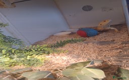 Bearded Dragon reptiles for sale: Bearded dragon for sale  - Image 3