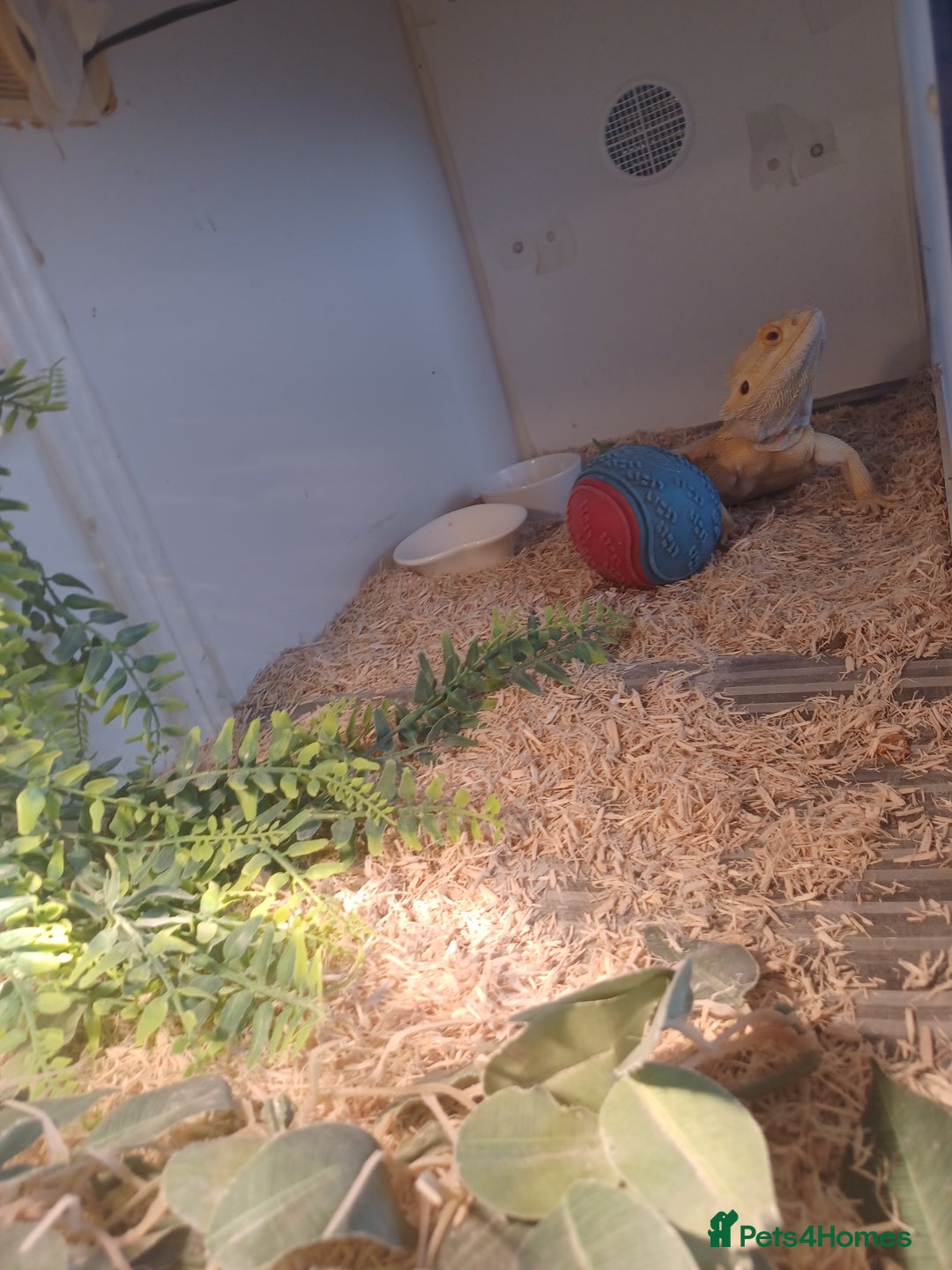 Bearded Dragon reptiles for sale: Bearded dragon for sale  - Image 3