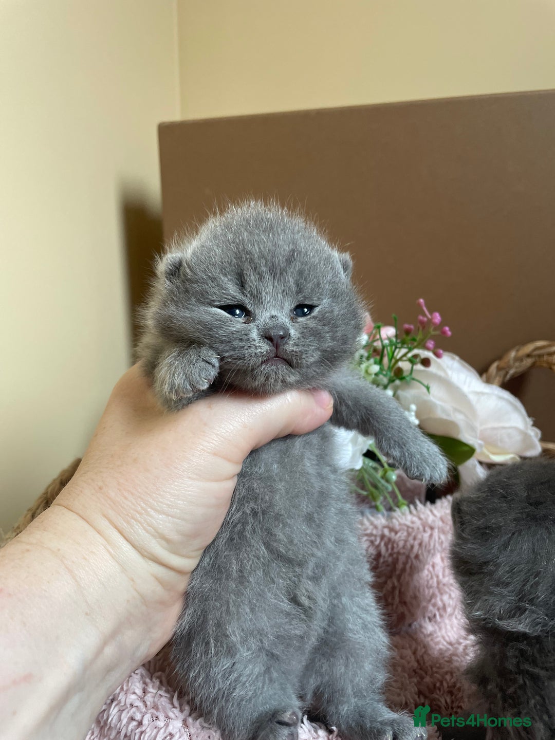 British Shorthair cats for sale: Champion Bloodline British Shorthair Kittens  - Image 9