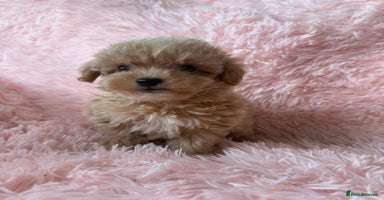 Maltipoo dogs - Advert 4