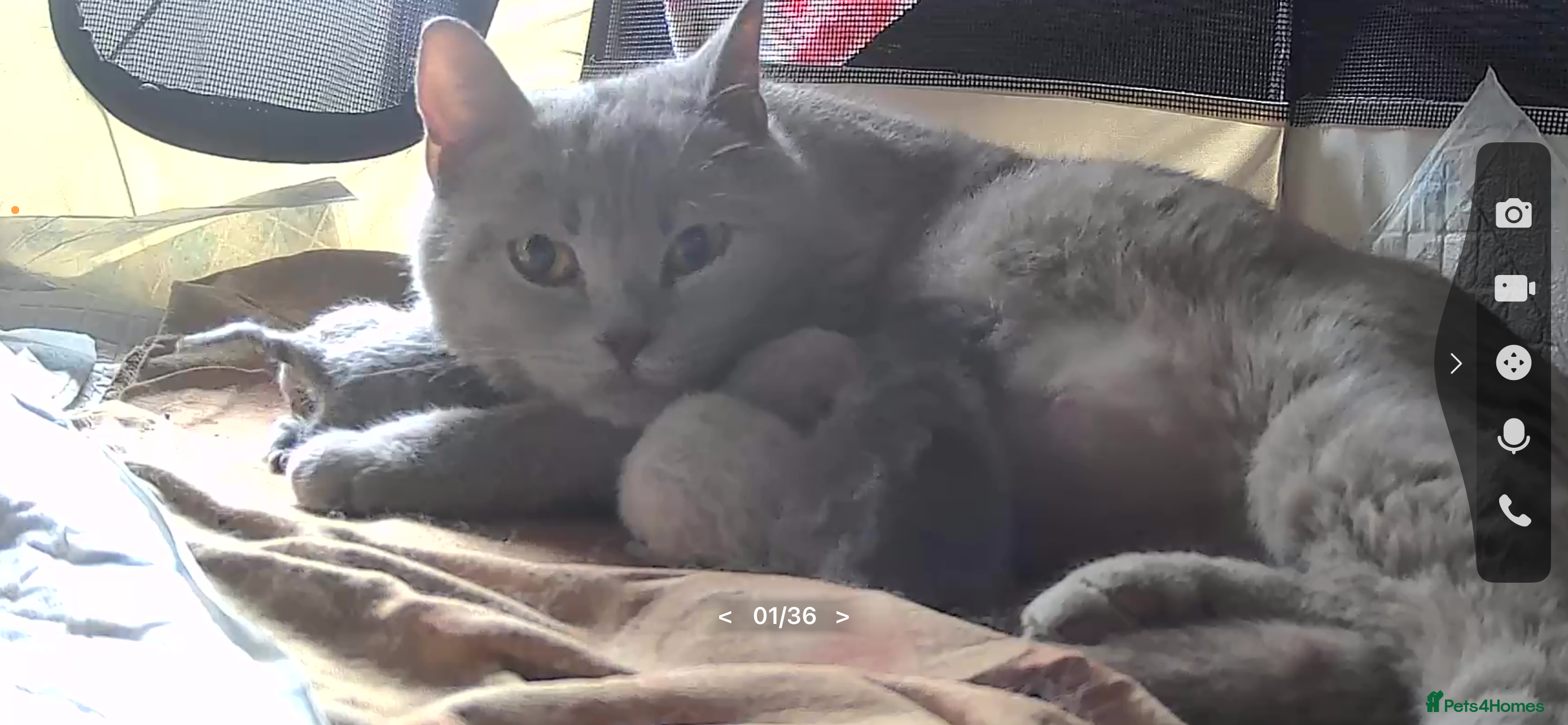 British Shorthair cats Beautiful British short hair x Russian blue  - Advert 1