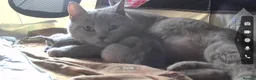 British Shorthair cats for sale: Beautiful British short hair x Russian blue  in Croydon - Advert 12