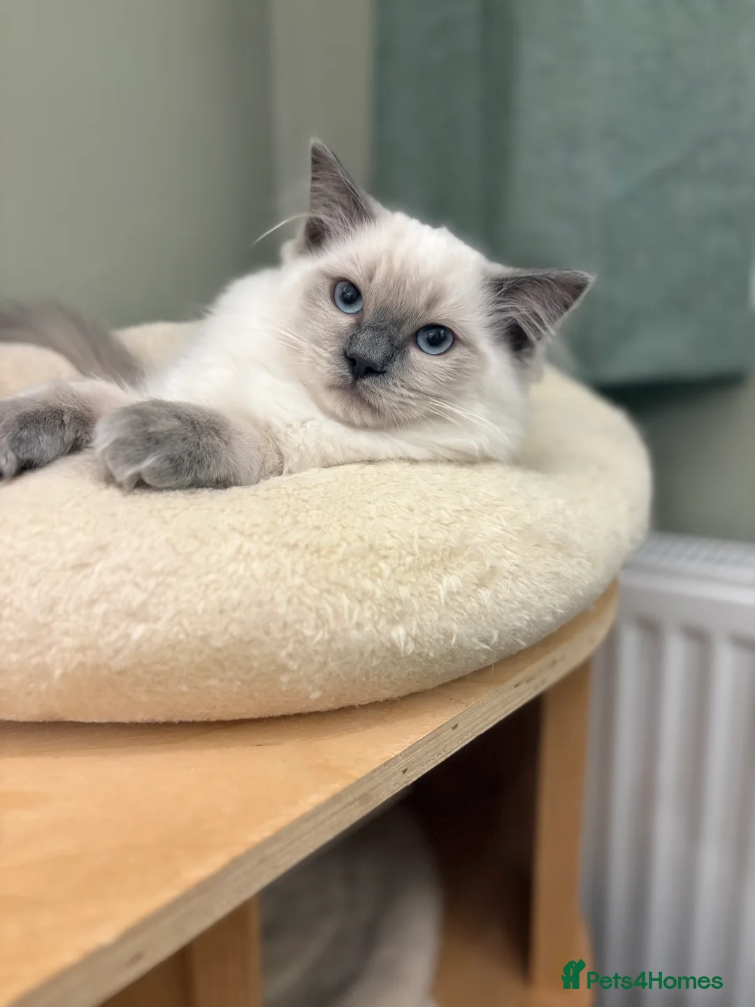 Ragdoll cats for sale: 2 boys ready now - Advert 3