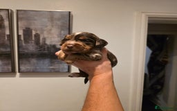 Cocker Spaniel dogs for sale: Kc registered mixed litter - Image 23