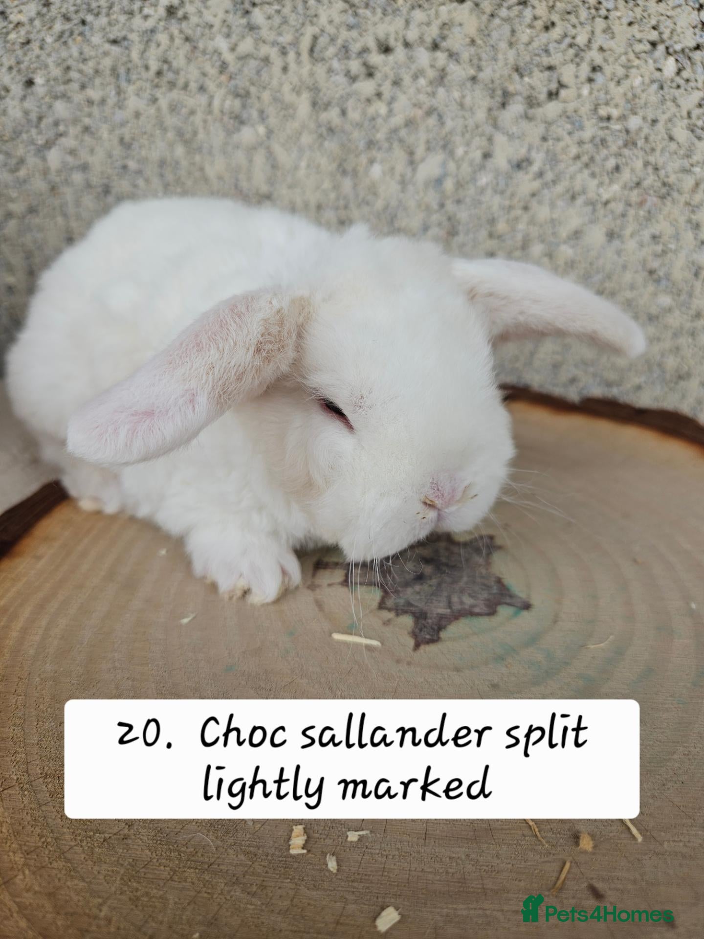 French Lop rabbits 🐻 Ad 2 PUREBRED MINI PLUSH LOPS 💕 - Advert 1