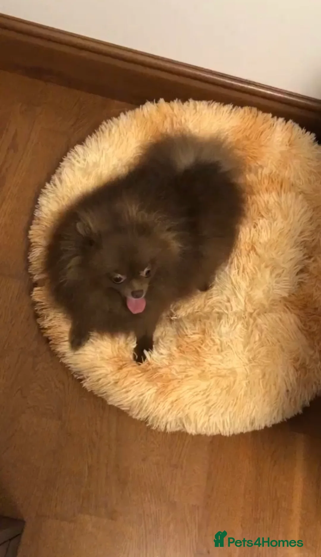 Pomeranian dogs for sale: Exclusive Lilac Party color Pomeranian Boy - Advert 39