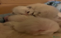 Ragdoll cats for sale: 6 Beautiful Ragdoll Kittens  - Image 2