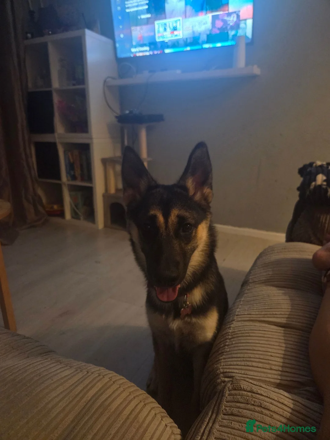 Shepsky dogs for sale: Shepsky. Female. 7 months old in Studley - Advert 2