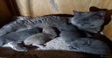 British Shorthair cats - Advert 11