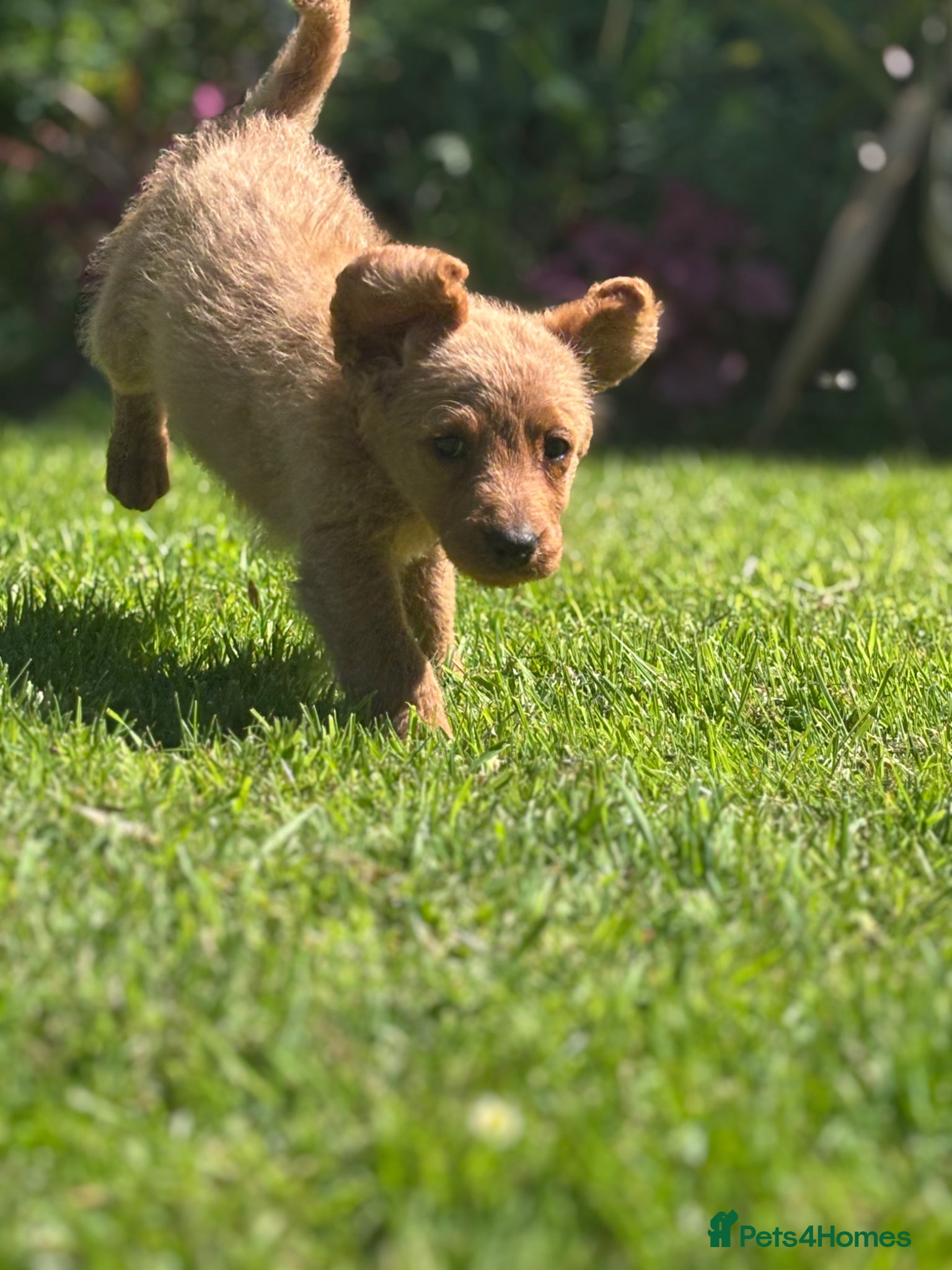 Labradoodle dogs Medium sized F1b Labradoodles  - Advert 12